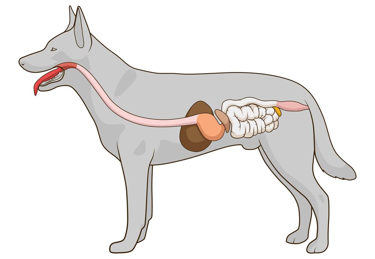 sistema digestivo del perro imagen e1686835757649
