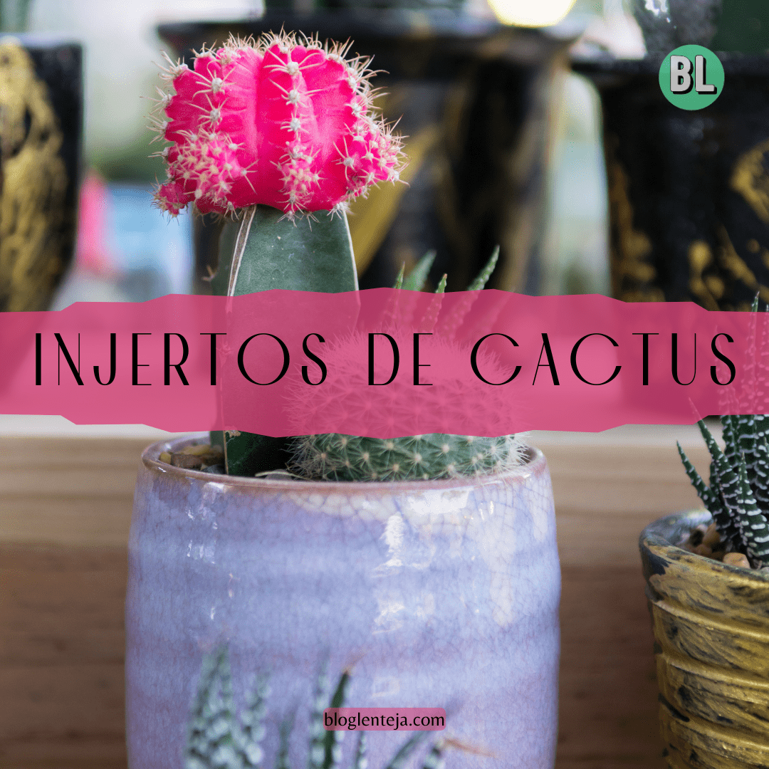 Injertos de Cactus