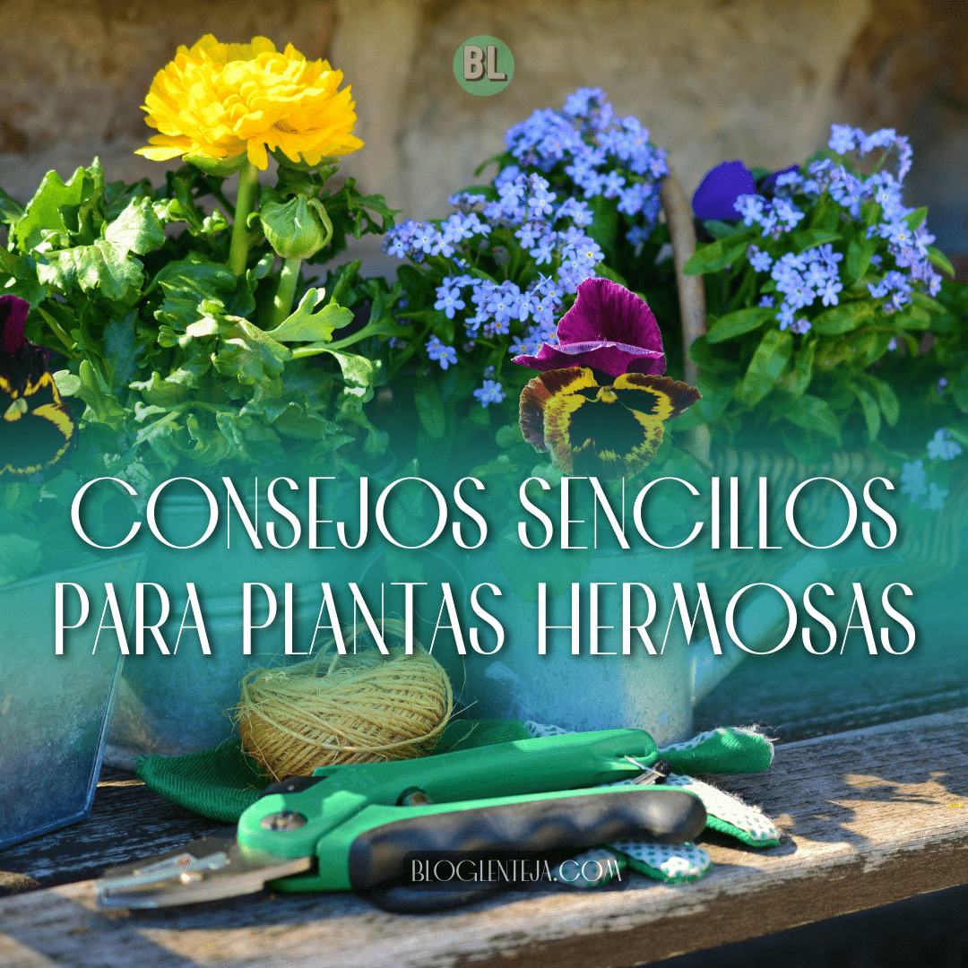 Consejos sencillos para plantas HERMOSAS