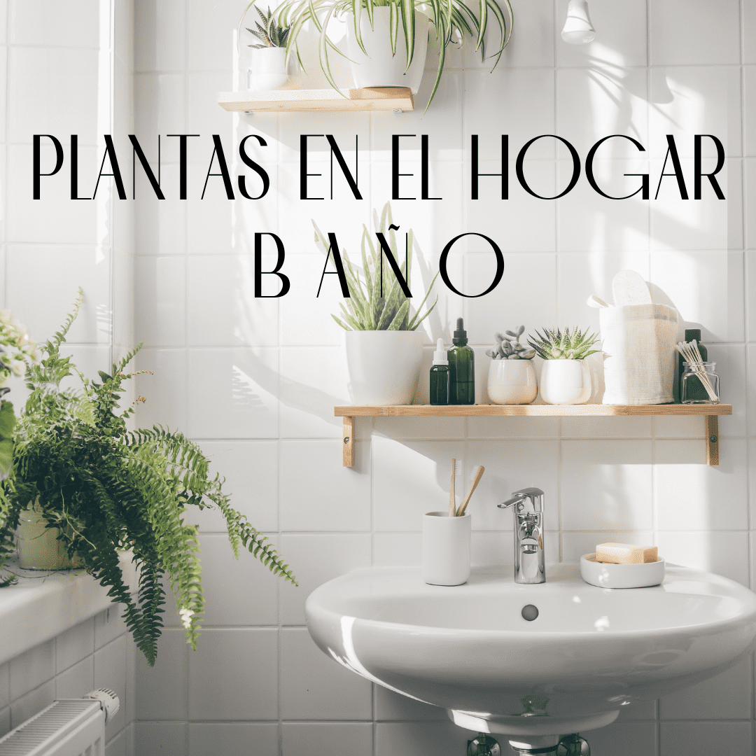 Plantas en el hogar: Baño