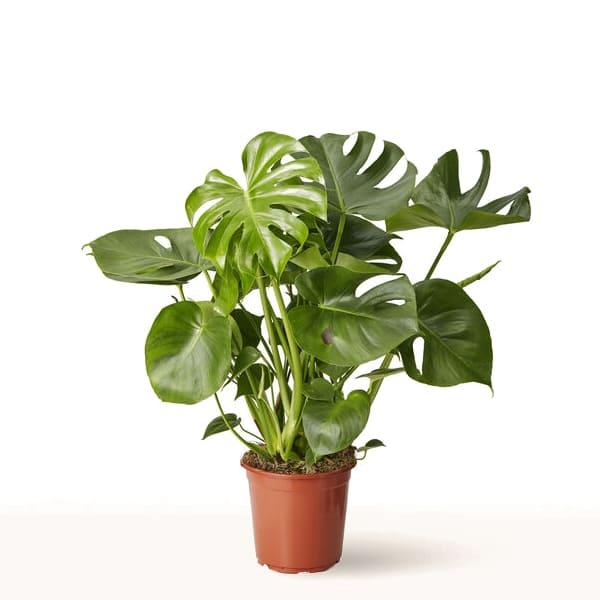 Planta de Monstera Grande