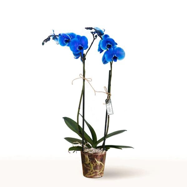 comprar orquidea phalaenopsis azul