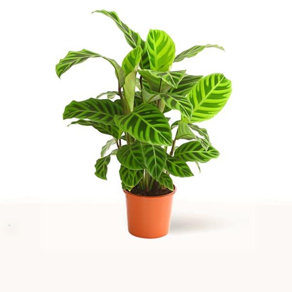 Comprar calathea zebrina