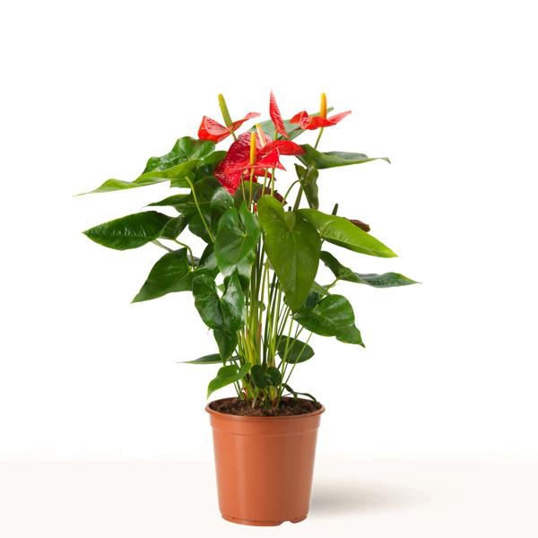Comprar Anthurium Rojo en maceta