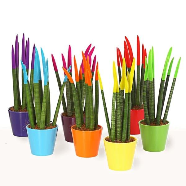 Comprar Sansevieria Cylindrica pintadas