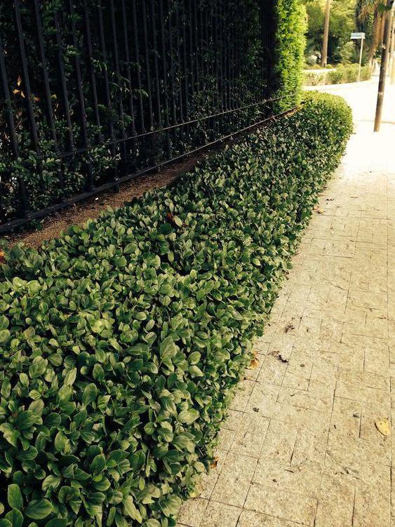 Cercas con plantas para darle privacidad a una casa