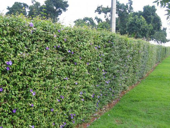 Cercas con plantas para darle privacidad a una casa