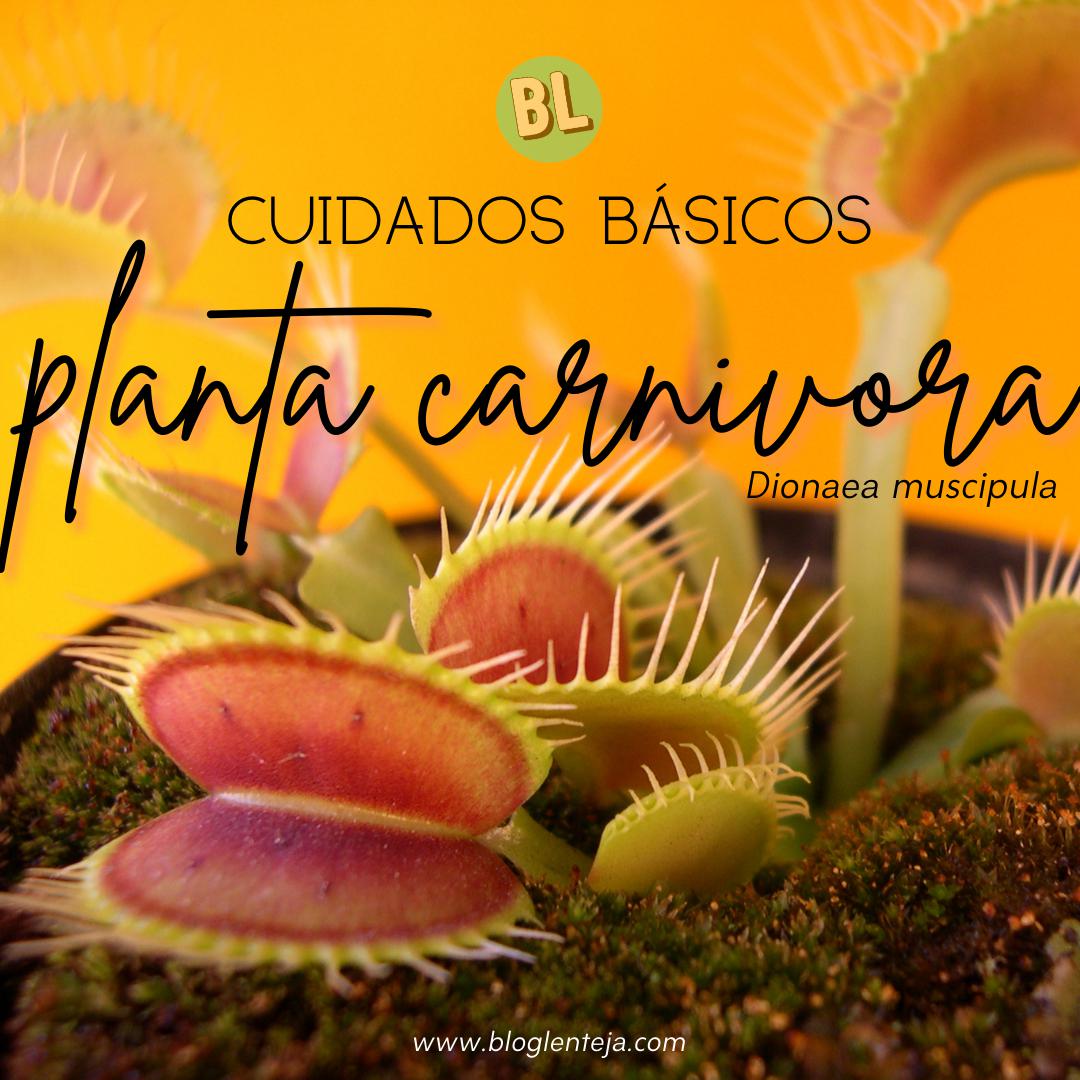 Cuidados básicos: Planta carnívora
