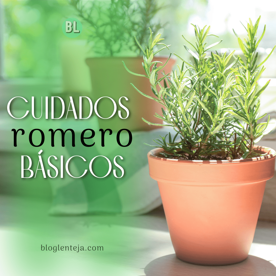 Cuidados Básicos: Romero