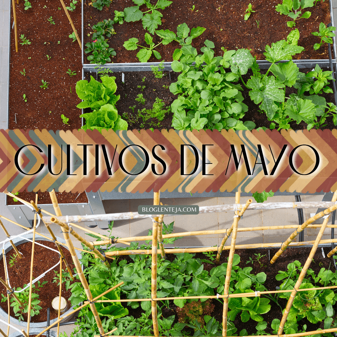 Cultivos de Mayo