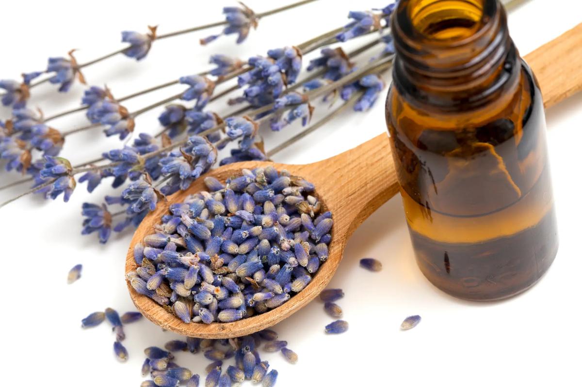 lavanda en flor y aceite