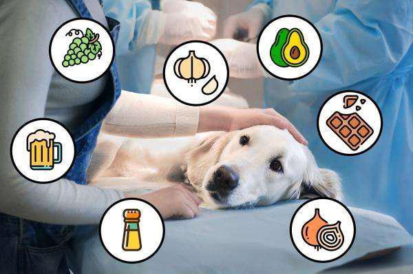 Alimentación para perros: consejos sobre nutrición y dieta equilibrada
