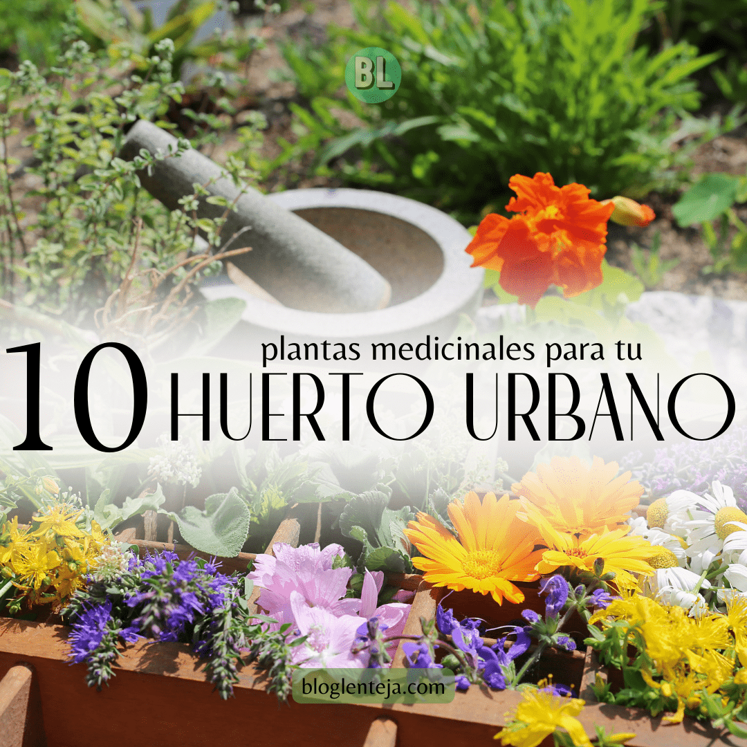 10 Plantas Medicinales para tu Huerto