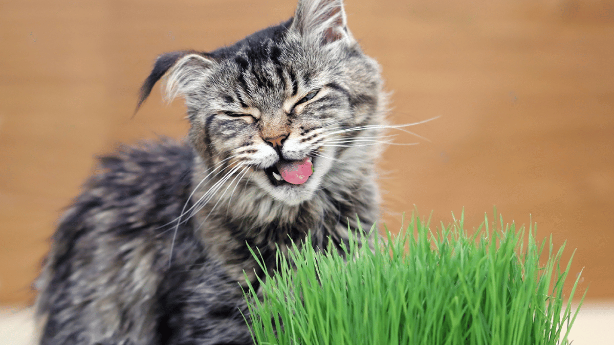 Pasto de trigo para gatos