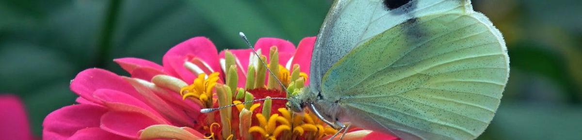 ¿Por qué Crear un Jardín de Mariposas?
