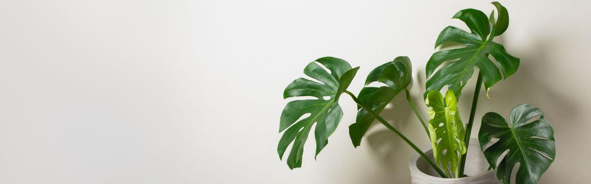 Costilla de Adan cuidados