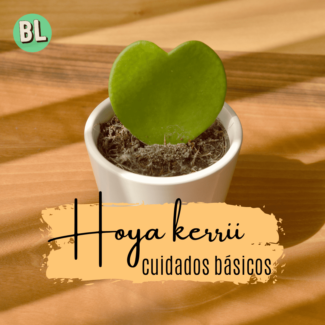 Cuidados básicos: Hoya Kerrii