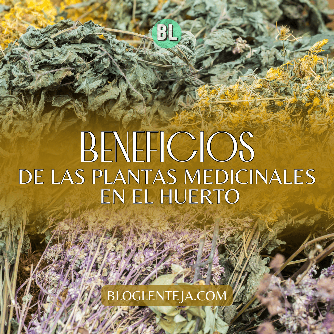 Beneficios de Plantas Medicinales en el Huerto
