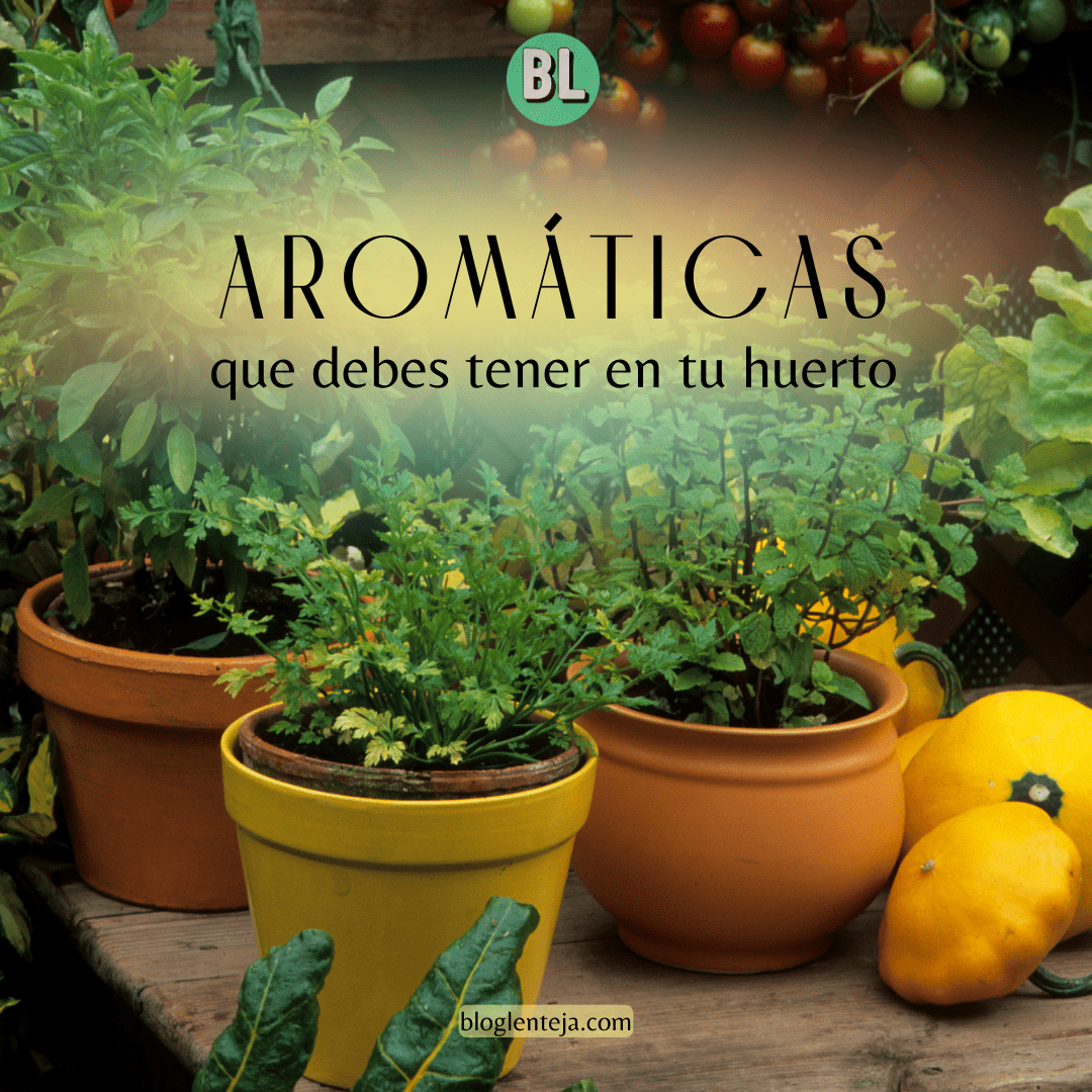 Aromáticas que DEBES tener en tu huerto