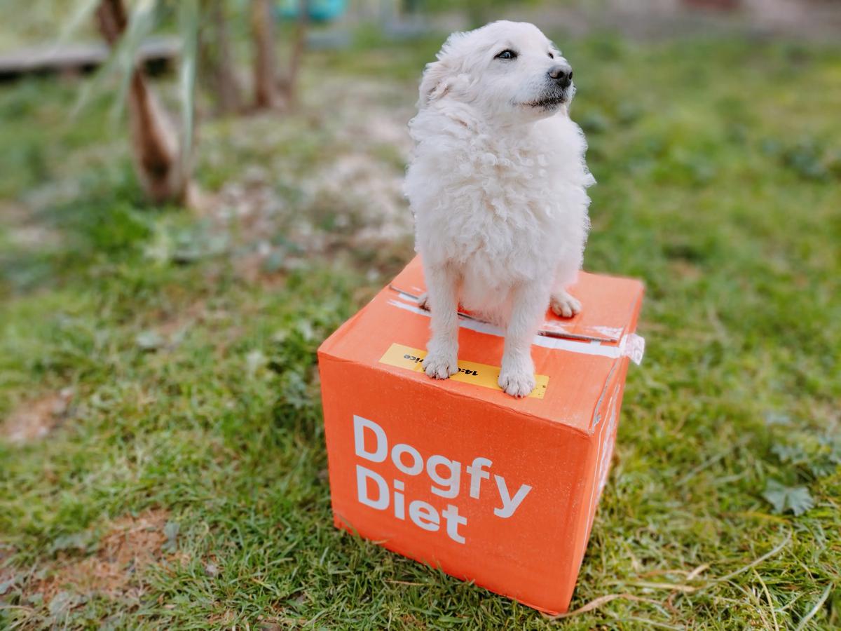comprar comida para perros dogfy diet