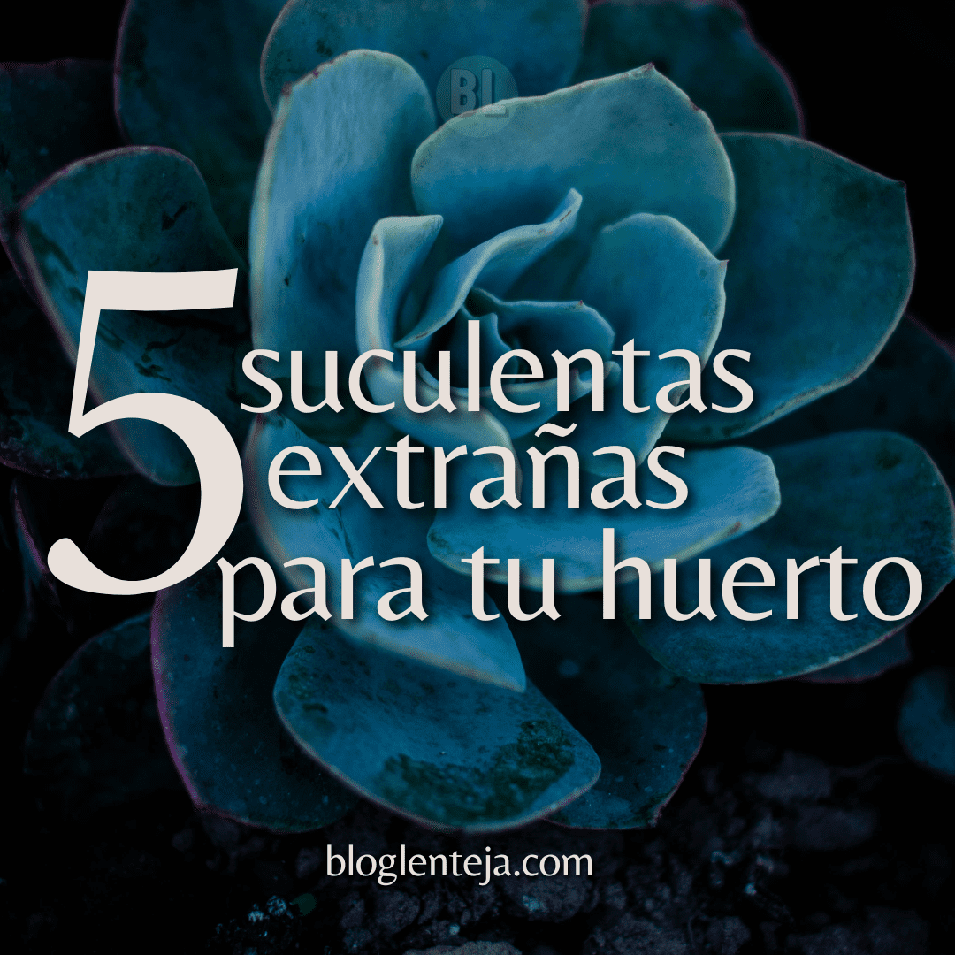 5 Suculentas extrañas para tu Huerto