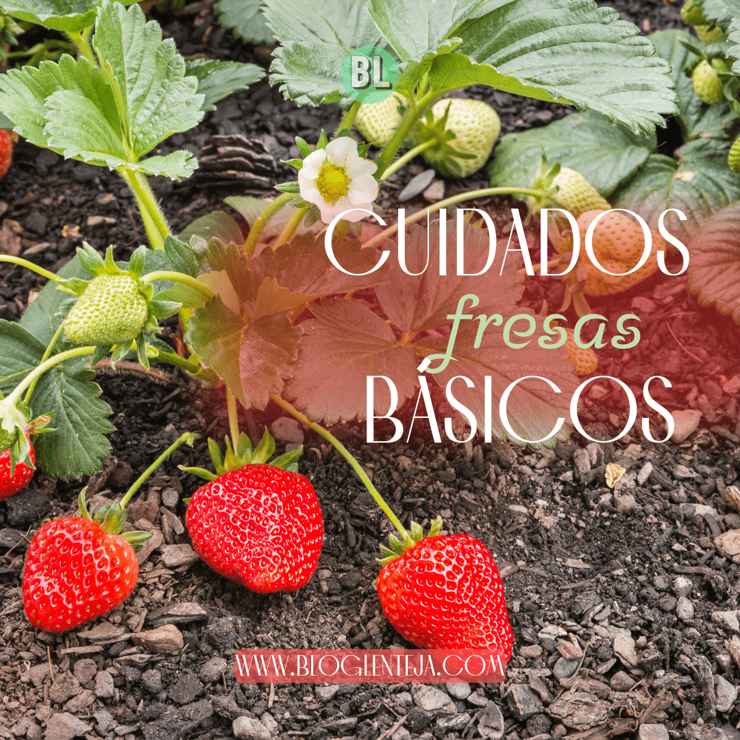 Cuidados básicos: Fresas
