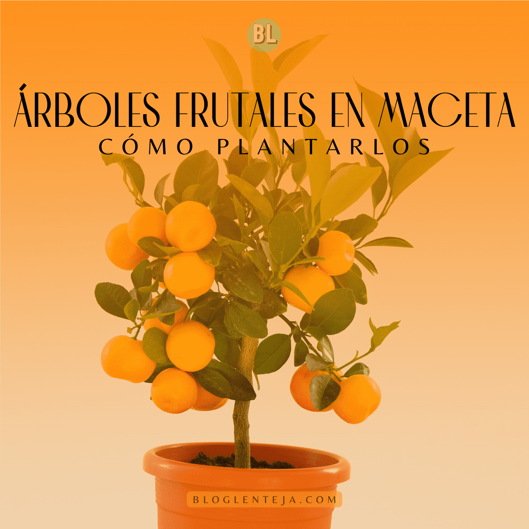 Árboles frutales en maceta – 2