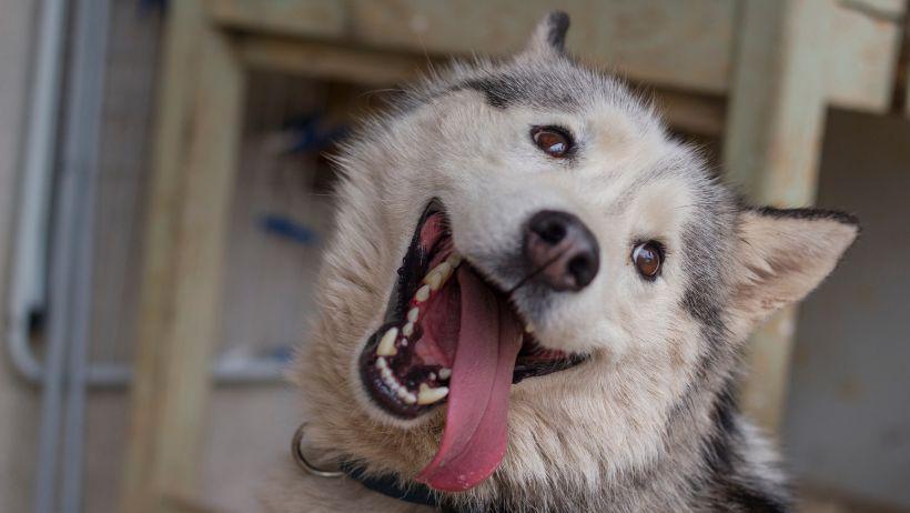 razas de perros que veterinarios no aconsejan