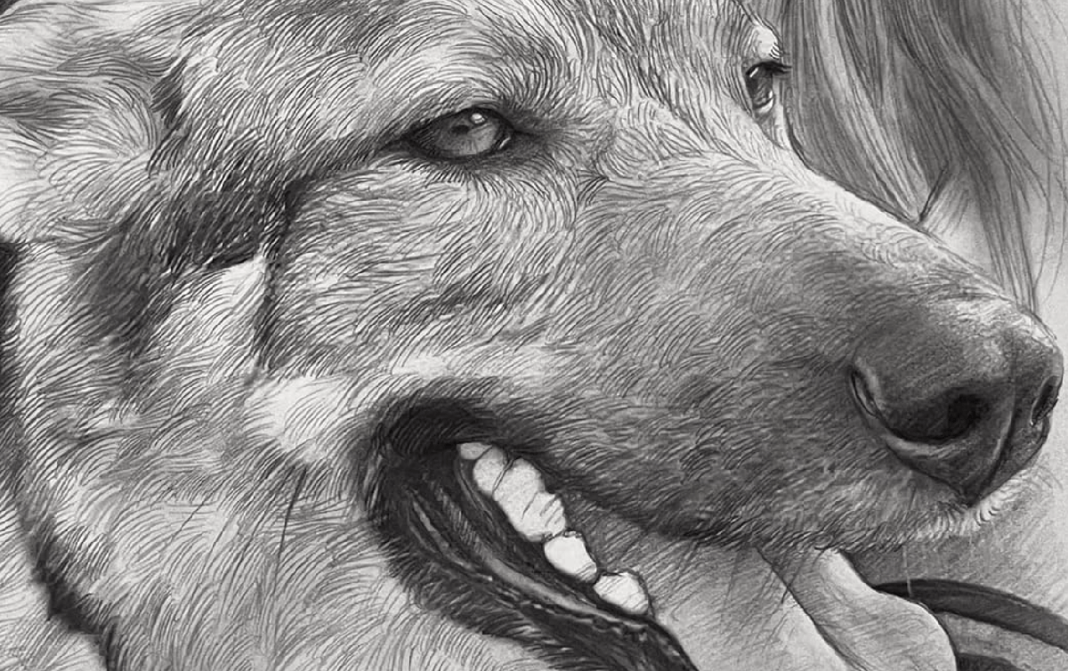 retratos de perros a lápiz