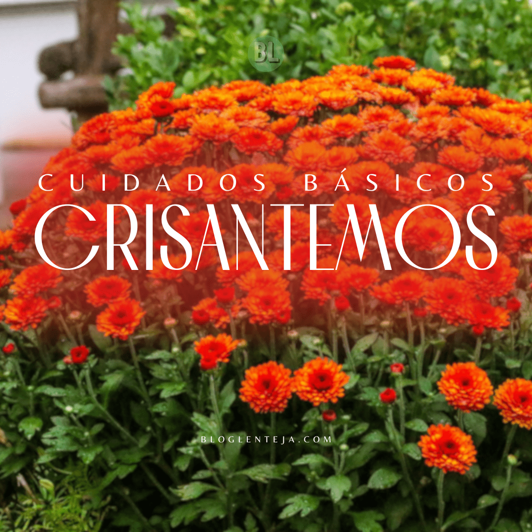 Cuidados básicos: Crisantemos