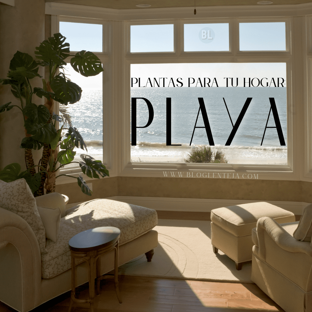 Plantas para tu hogar: Playa