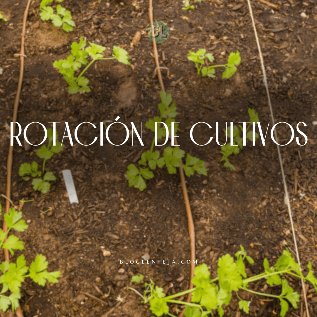 Rotación de Cultivos
