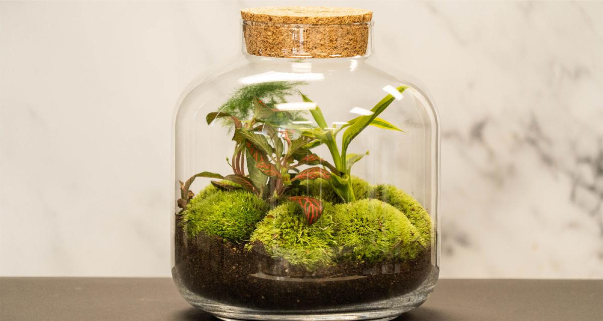 Terrario eterno cristal