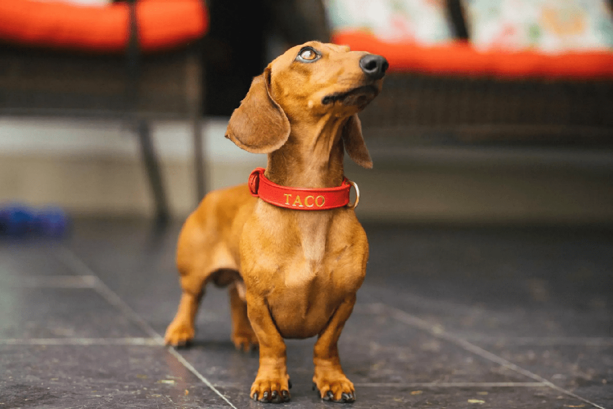 collar personalizado para perro