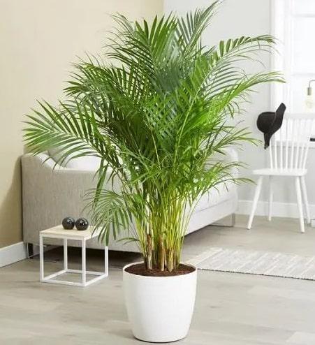 palmera-areca