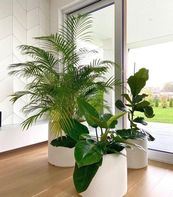 palmeras-interior-ventana