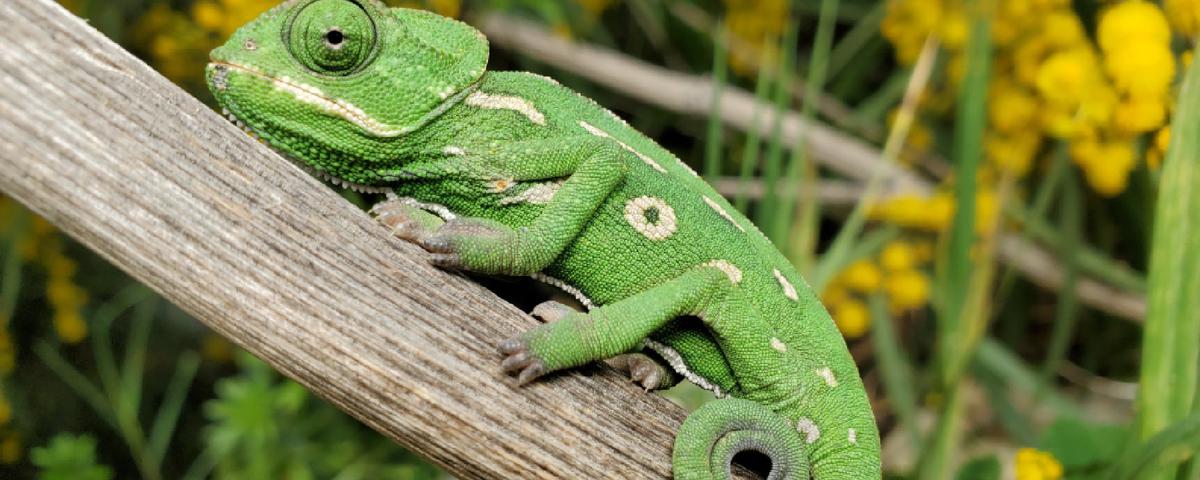 Cuál fue la primera mascota del mundo