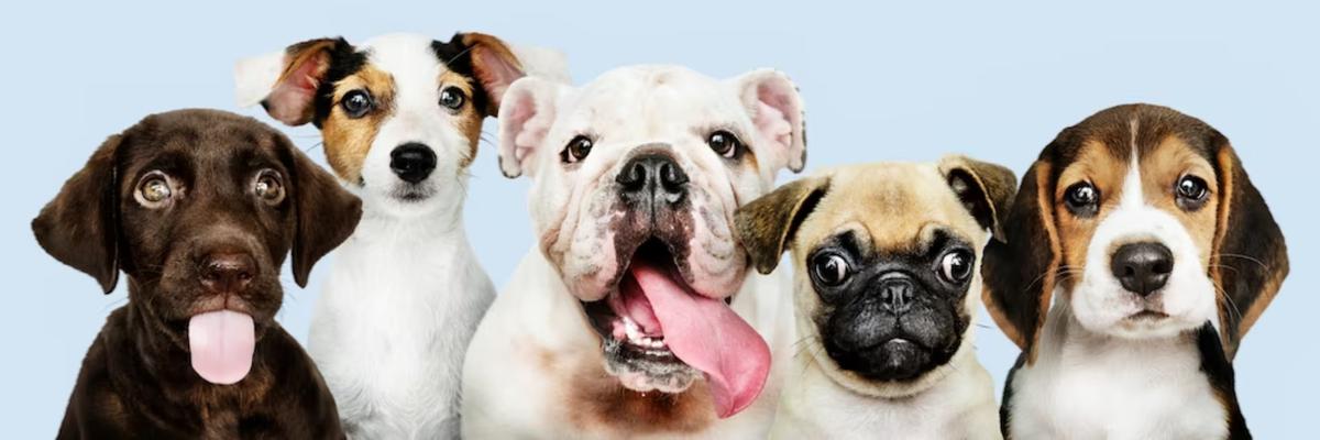 que animales son mascota