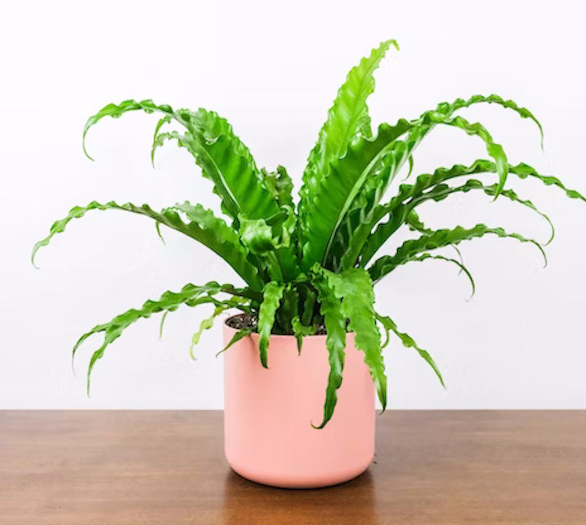 consejos plagas plantas de interior