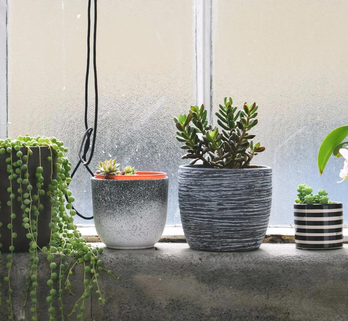 plagas de plantas de interior