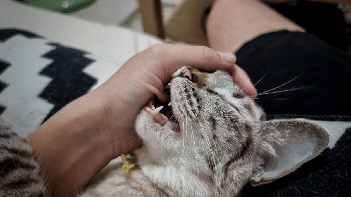 por que mi gato me muerde