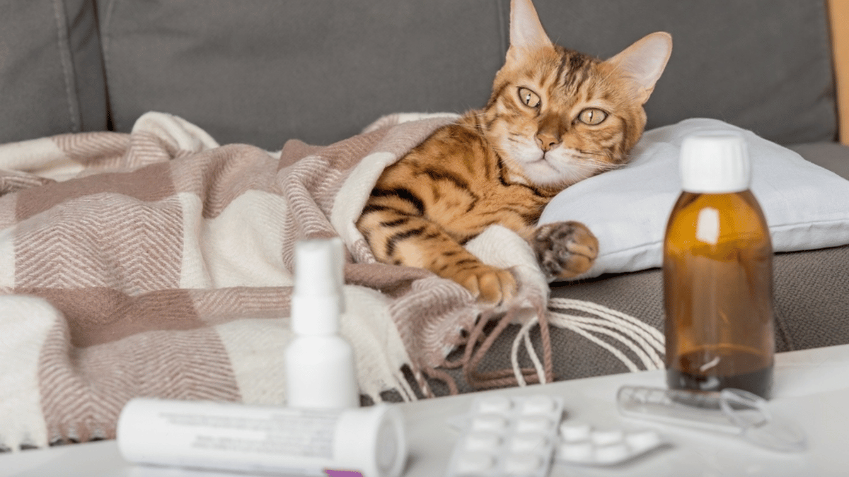 gato resfriado