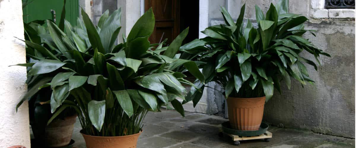 Aspidistra