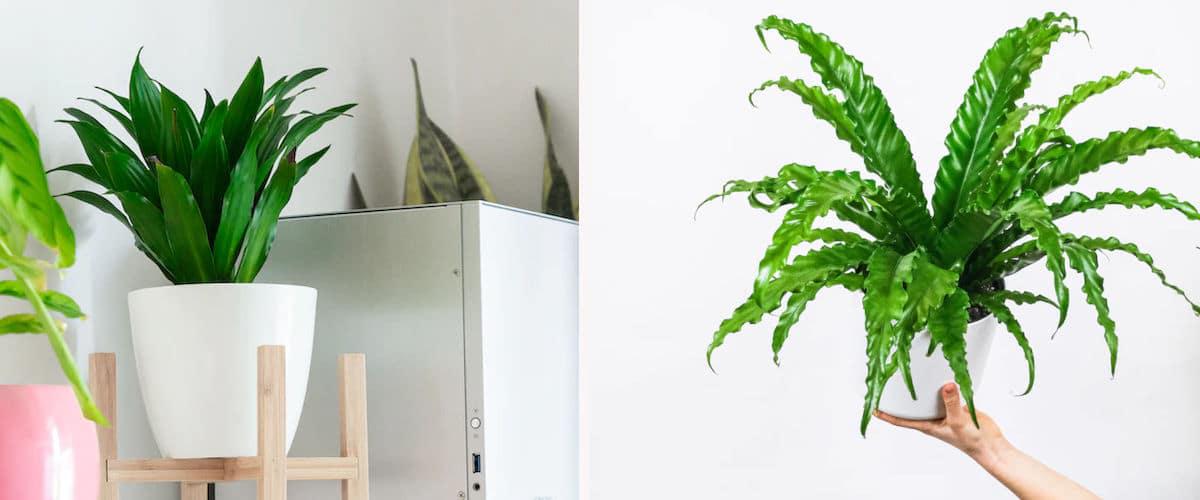 Dracaena compacta y helecho