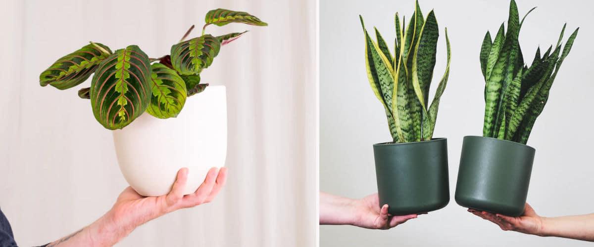 Maranta y Sansevieria