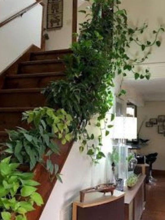 escalera-de-madera-y-planta