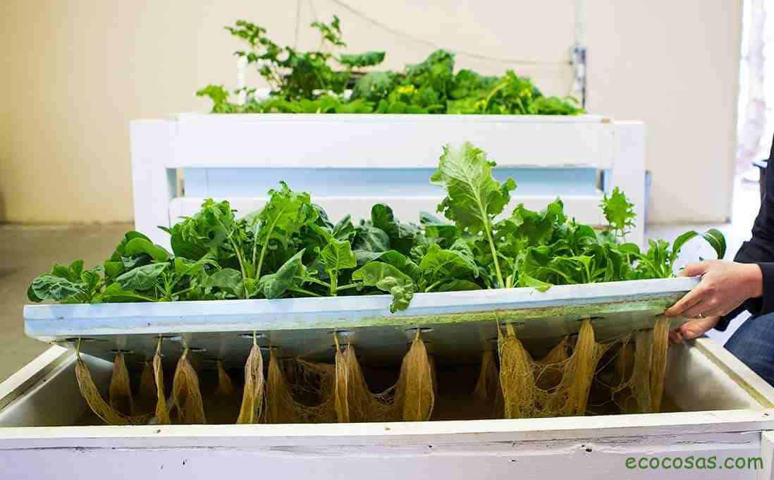 sistema de acuaponia