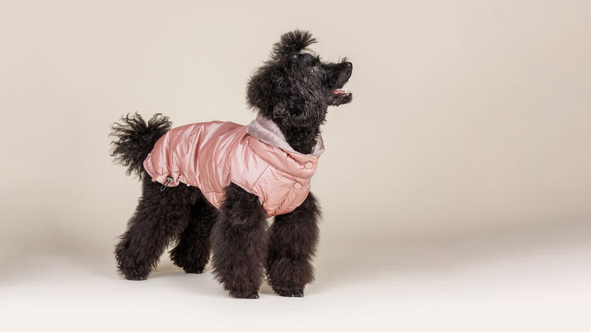 perros necesitan ropa