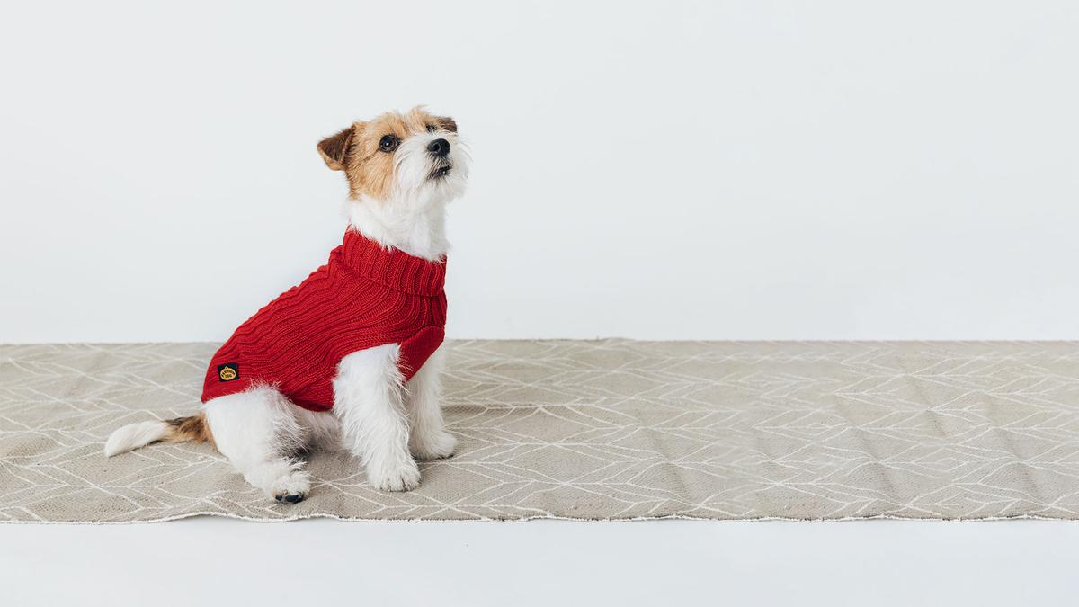 perros necesitan ropa