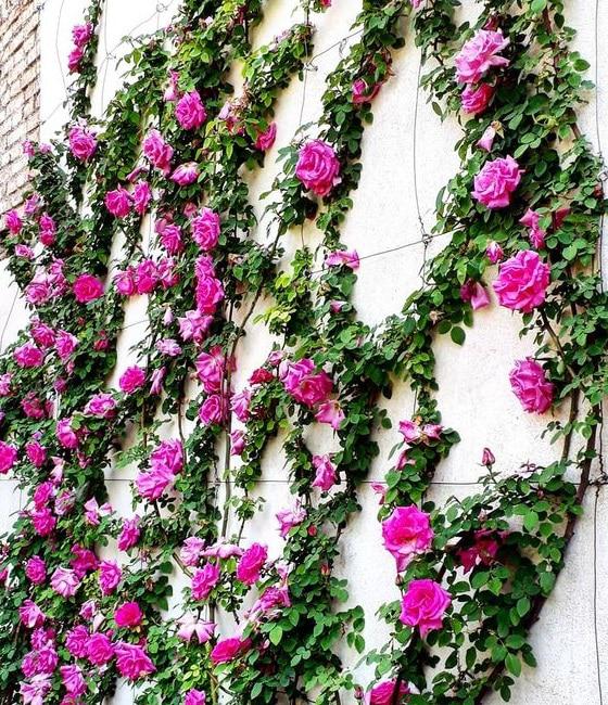 rosas-trepadoras